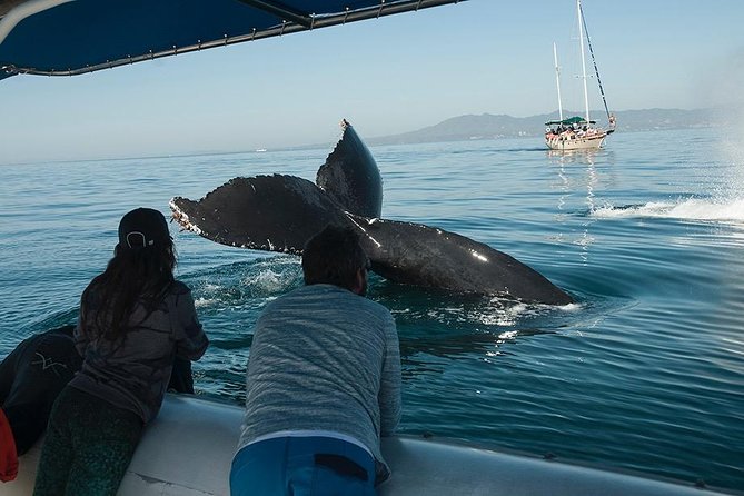 Whale Watching Season in Puerto Vallarta: When and Where to Go